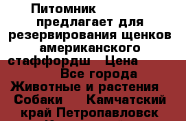 Питомник KURAT GRAD предлагает для резервирования щенков американского стаффордш › Цена ­ 25 000 - Все города Животные и растения » Собаки   . Камчатский край,Петропавловск-Камчатский г.